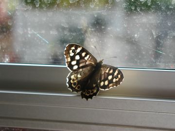 Speckled Wood Butterfly
