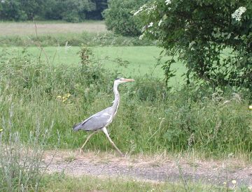 Grey Heron