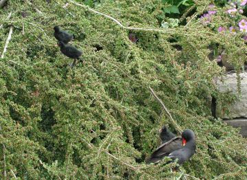 Moorhen
