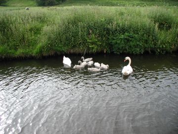 Cygnets