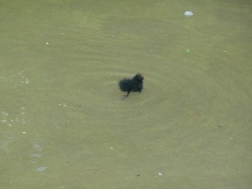 Moorhen chick