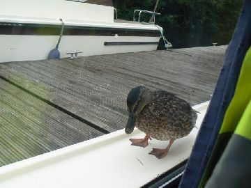 Visiting duck!