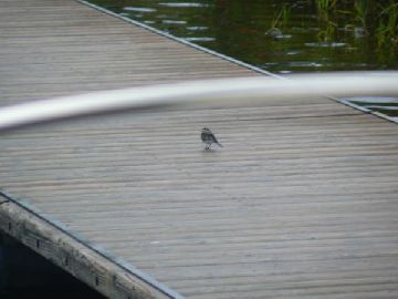 Pied wagtail on pontoon
