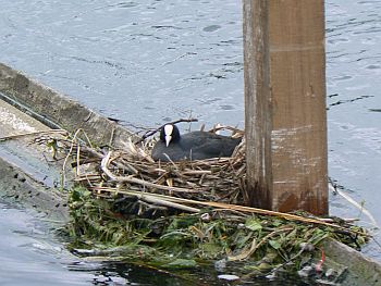 Coot's nest