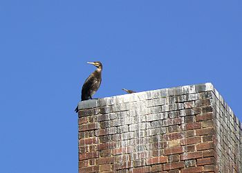cormorant