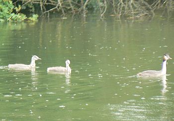 Great crested grebe