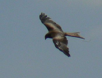 Red Kite