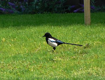 magpie