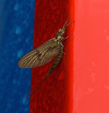 Mayfly