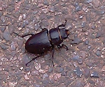 Stag beetle