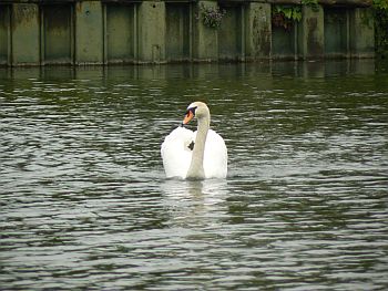 Mute swan