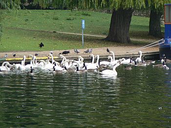 Swans