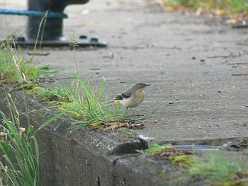 Grey Wagtail