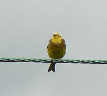 yellowhammer
